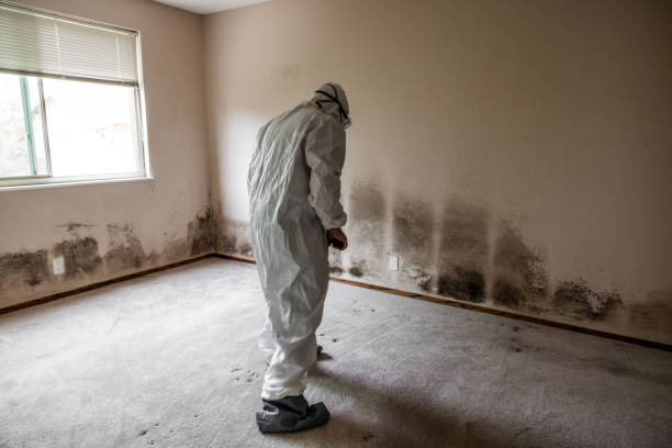 Professional Mold Removal in Ottawa, KS